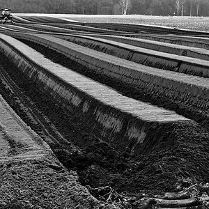 Spargeldämme 1 BW- 2.jpg