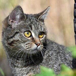 katze_1.jpg
