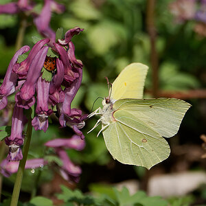 N3147215nikon.jpg