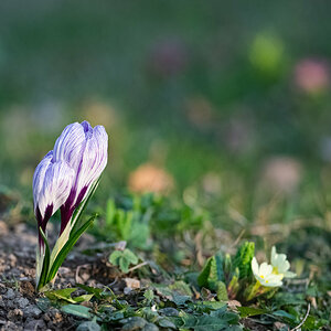 Spring Yuhu.jpg