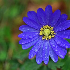 anemone.jpg