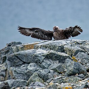Skua Jungvogel Flugtraining VI.jpg