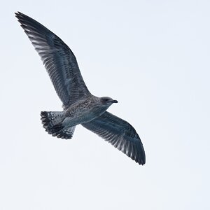 Skua Jungvogel.jpg