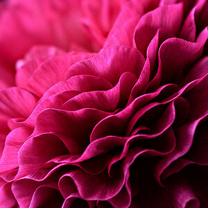 Blume.jpg