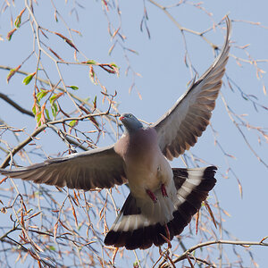 P5033449nikon.jpg