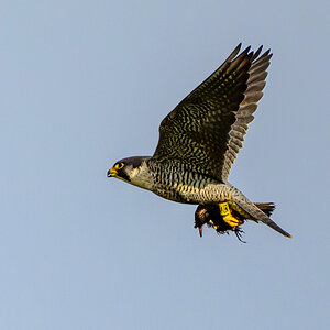 NZ9_9166_Wanderfalke hat Star_IA_3_2024.jpg