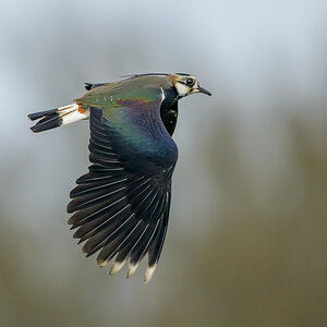 NZ9_8024_Kiebitz _800mm_IA_3_2024.jpg