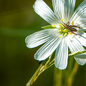 Blume mit Besucher