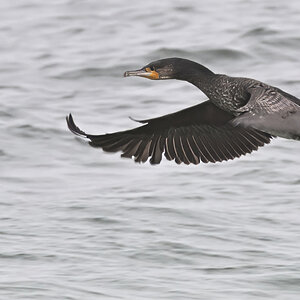WK1_2011-D-1.8x_NF.JPG