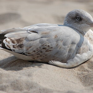 Möwe
