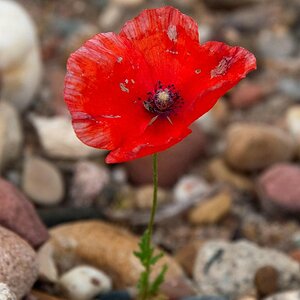 Mohnblume Vergleich 2