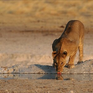 comp Namibia 09 17454