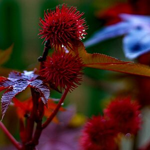 Herbst