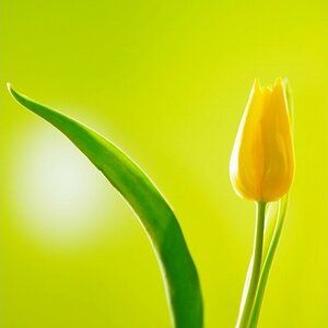 Yellow tulip in green