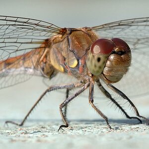 Libelle 1