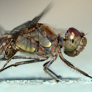 Libelle 2