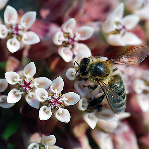 BienenWeide 900