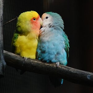 Tiergehege