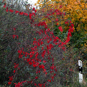 Erstes Herbstfoto mit dem Sigma 90/2.8 Makro an der am 10.10.2009 erhaltenen Fuji S2 pro.