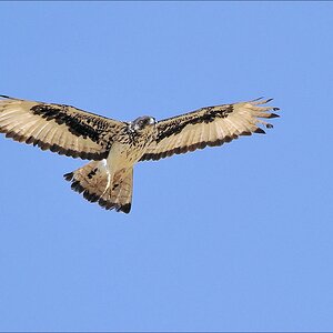 comp Namibia 09 00631