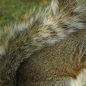 DSC7847crop