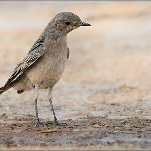 comp Namibia 09 01678