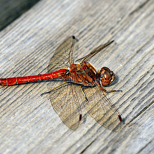 Blutrote Heidelibelle