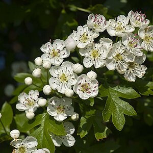 DSC1868