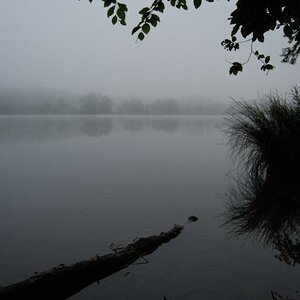 Trüber Morgen im Zürcher Umland (+ toter Fisch)