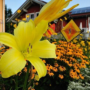 Geburtstagsblume