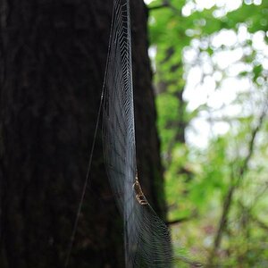 Spinne im Netz, DSC 6567 v1