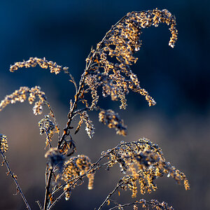 DSC 3700 sm hsw[1]