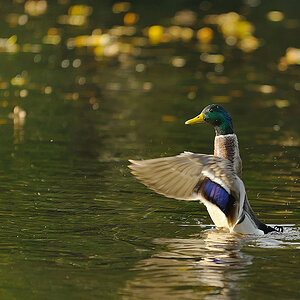 ente crop1k