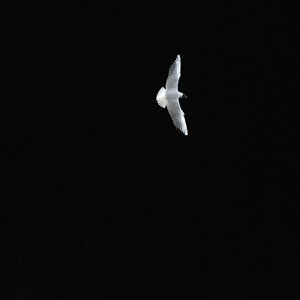 möwe