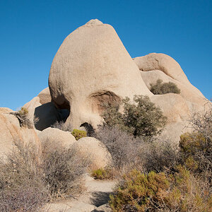 JoshuaTree 091