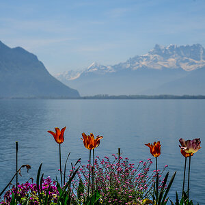 Tulpen.jpg