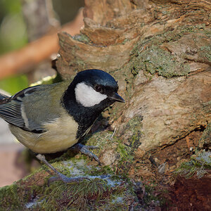 O1090853nikon - Kopie.jpg