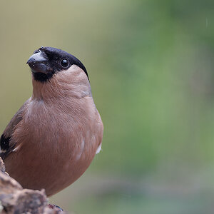 N3247830nikon - Kopie.jpg