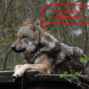 Warten auf Rotkäppchen_bearbeitet-1.jpg
