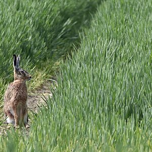 hase.jpg