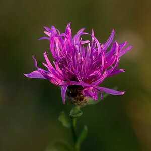 Blume am Morgen 1.jpg