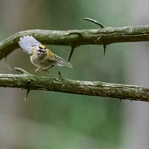 Goldhähnchen Abflug.jpg