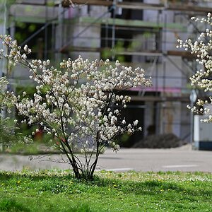 Blüten_Plena.jpg