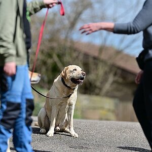 Hunde_Plena.jpg