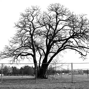 Tempelhofer Baum
