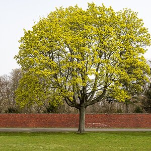 Tempelhofer Baum