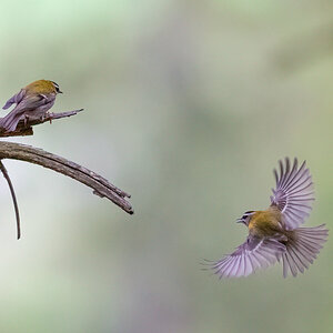 Goldhähnchen Pärchen Flug.jpg