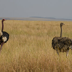 _85R3248_20180724_122638_2439Masai Mara 2018_3397Masai Mara 2018-1200.jpg