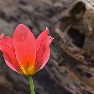 tulpe.jpg