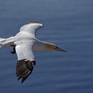 helgoland_basstoelpel_1.jpg